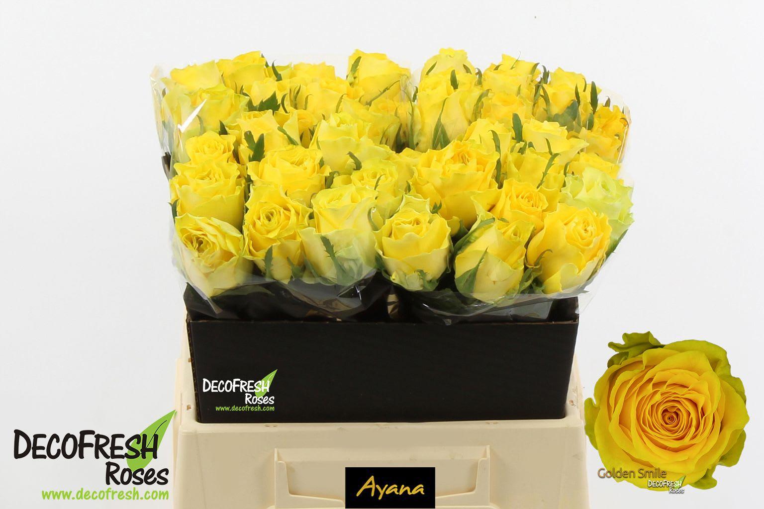 Срезанные цветы оптом Rosa large golden smile от 30шт из Голландии с доставкой по России