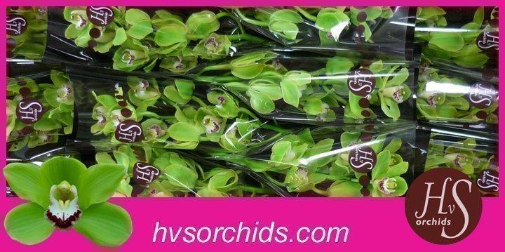 Срезанные цветы оптом Cymbidium green anderson от 12шт из Голландии с доставкой по России