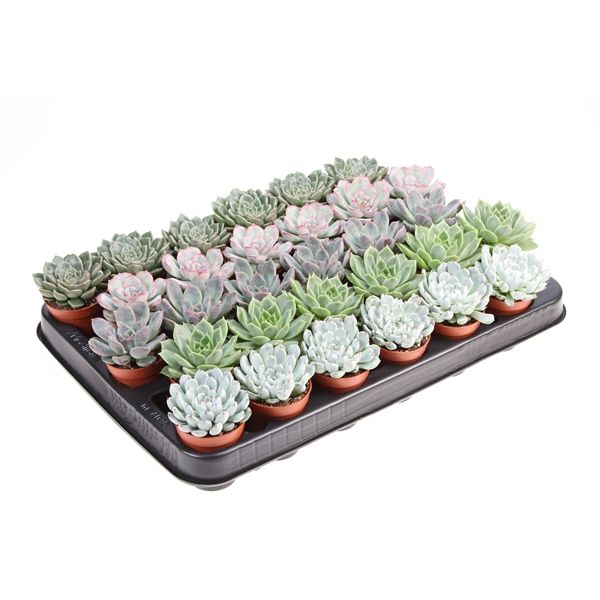 Горшечные цветы и растения оптом Echeveria Mix от 30шт из Голландии с доставкой по России