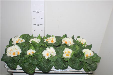 Горшечные цветы и растения оптом Prim Ac Cairo White от 10шт из Голландии с доставкой по России