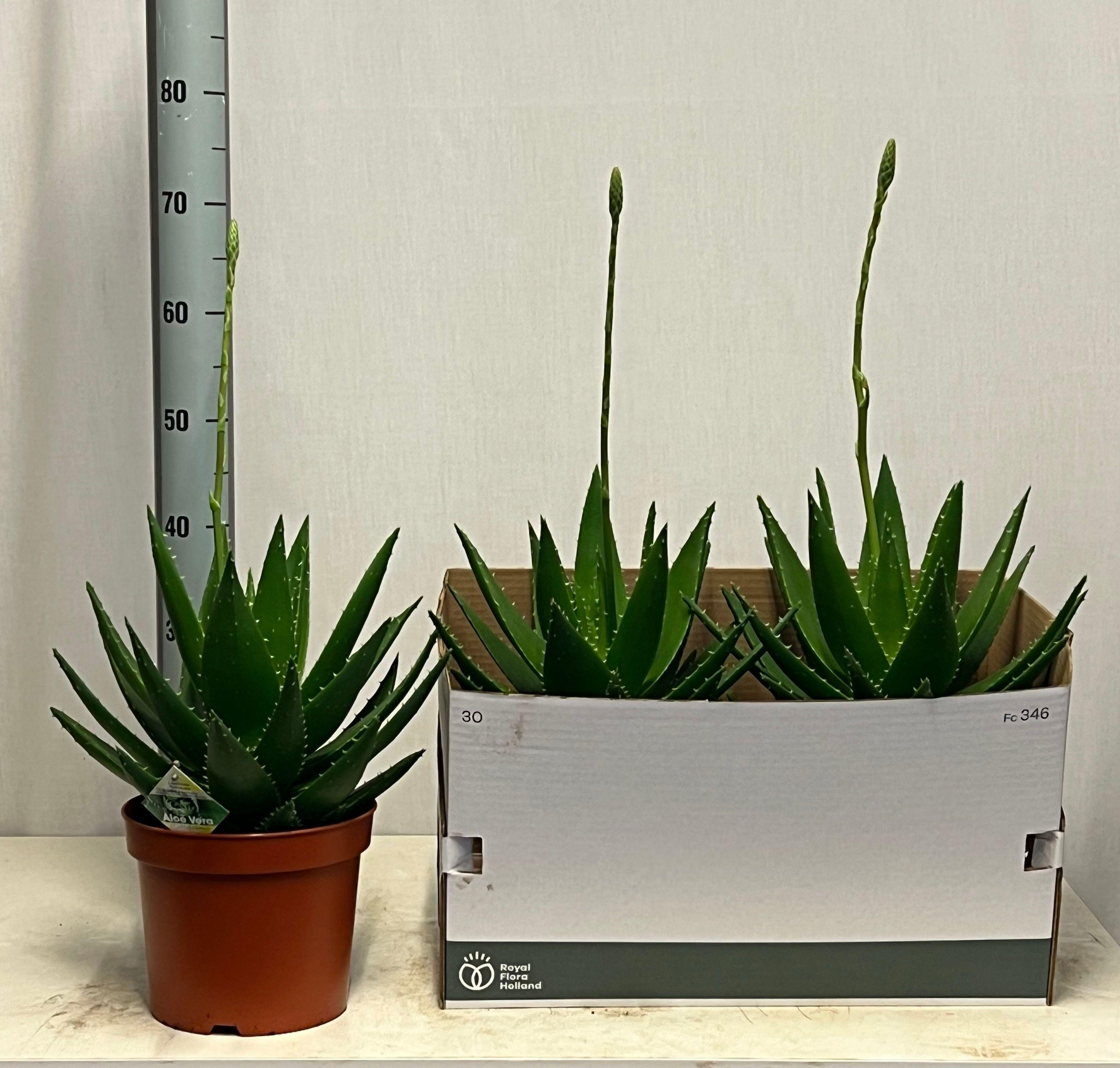 Горшечные цветы и растения оптом Aloe Perfoliata от 2шт из Голландии с доставкой по России