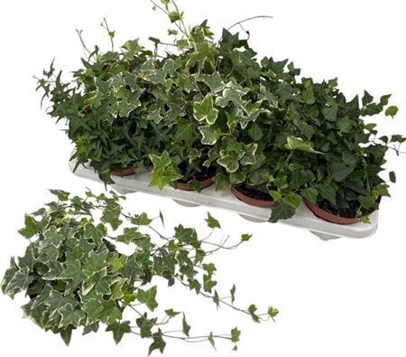 Горшечные цветы и растения оптом Hed He Gem 3 Srt от 8шт из Голландии с доставкой по России