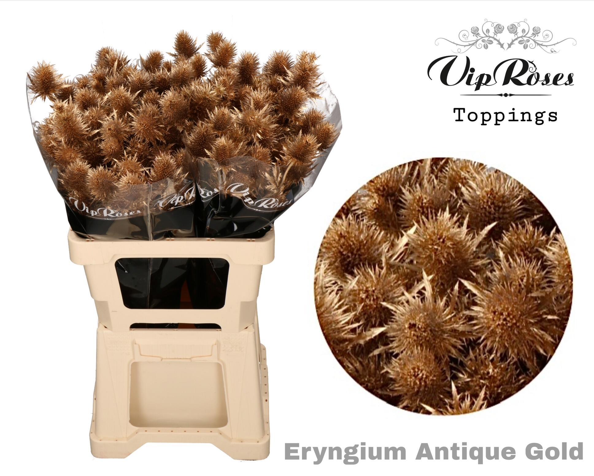 Срезанные цветы оптом Eryngium supernova paint antique gold от 20шт из Голландии с доставкой по России