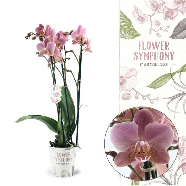 Горшечные цветы и растения оптом Phalaenopsis Mf. Treviso от 5шт из Голландии с доставкой по России