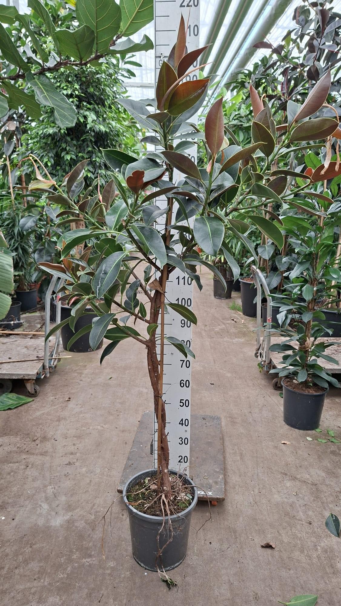Горшечные цветы и растения оптом Ficus El Melany Twisted Stem от 1шт из Голландии с доставкой по России