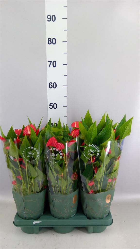 Горшечные цветы и растения оптом Anthurium Andr. mill Flowers Red от 6шт из Голландии с доставкой по России