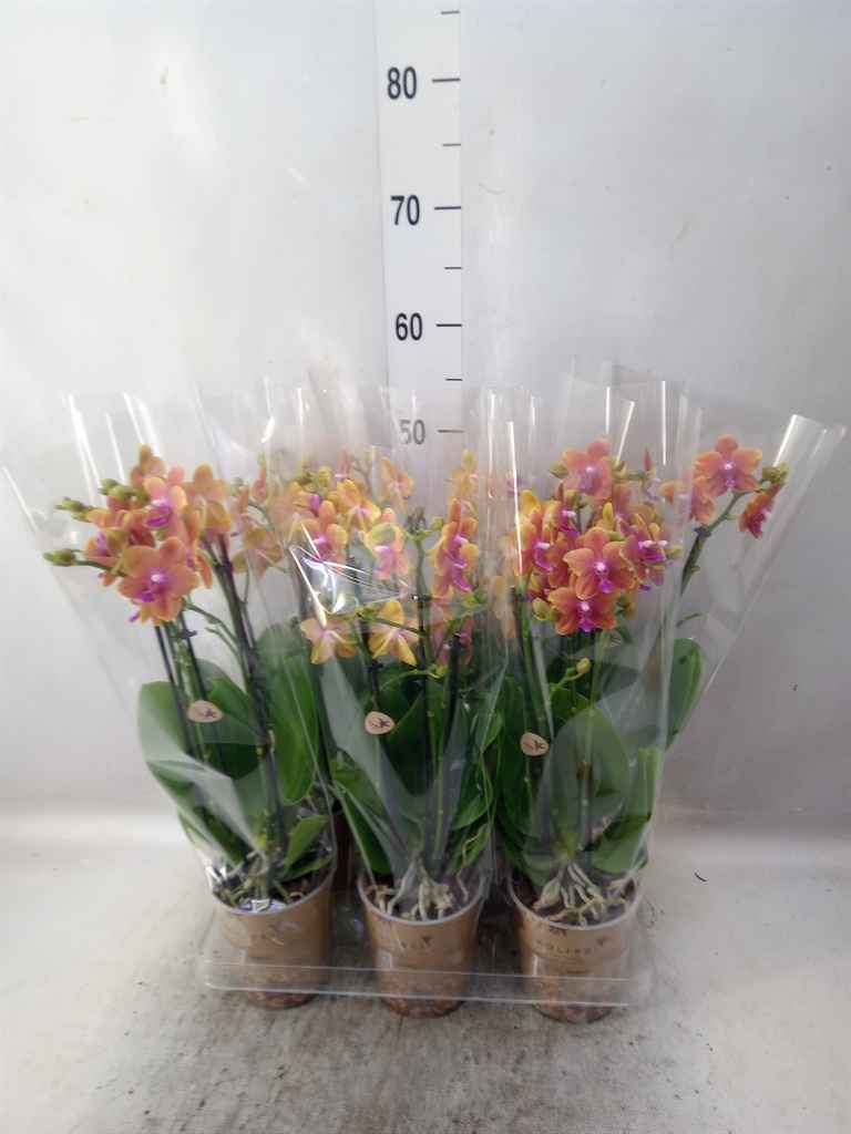 Горшечные цветы и растения оптом Phalaenopsis Multi.   ...orange от 6шт из Голландии с доставкой по России