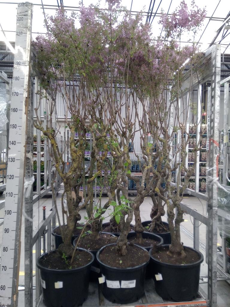 Горшечные цветы и растения оптом Syringa   ... от 1шт из Голландии с доставкой по России