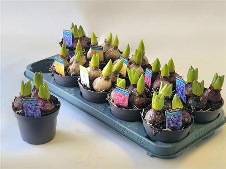 Горшечные цветы и растения оптом Hyacinthus Mix 3pp от 10шт из Голландии с доставкой по России Горшечные цветы и растения оптом Hyacinthus Mix 3pp от 10шт из Голландии с доставкой по России