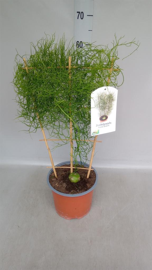 Горшечные цветы и растения оптом Planten   ...green L% от 1шт из Голландии с доставкой по России