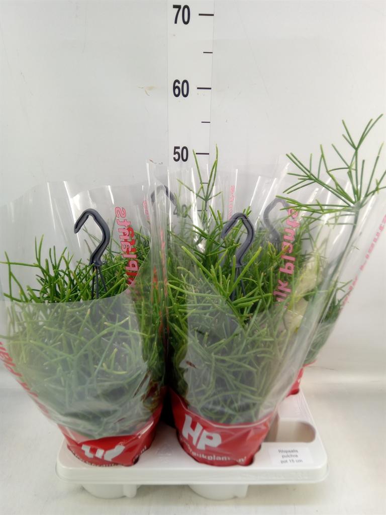 Горшечные цветы и растения оптом Rhipsalis Pulchra от 4шт из Голландии с доставкой по России