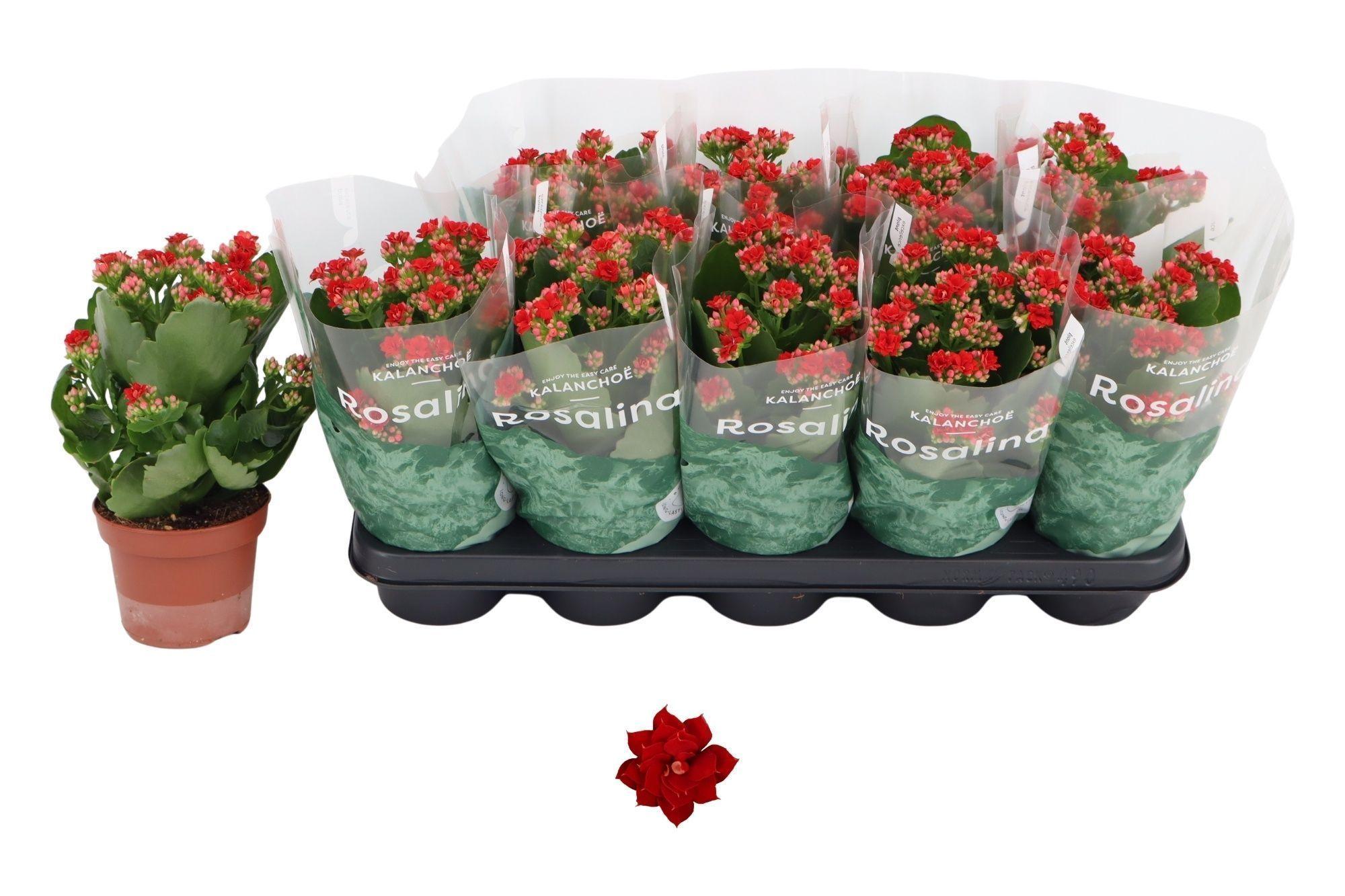 Горшечные цветы и растения оптом Kal Ge Don Justino от 10шт из Голландии с доставкой по России