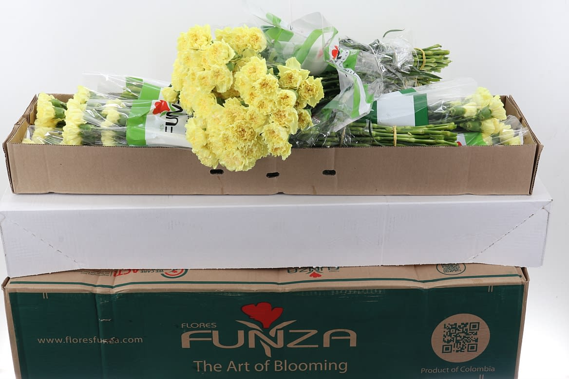 Срезанные цветы оптом Dianthus st hermes от 160шт из Голландии с доставкой по России