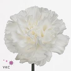 Срезанные цветы оптом Dianthus st moonlight (white) от 240шт из Голландии с доставкой по России