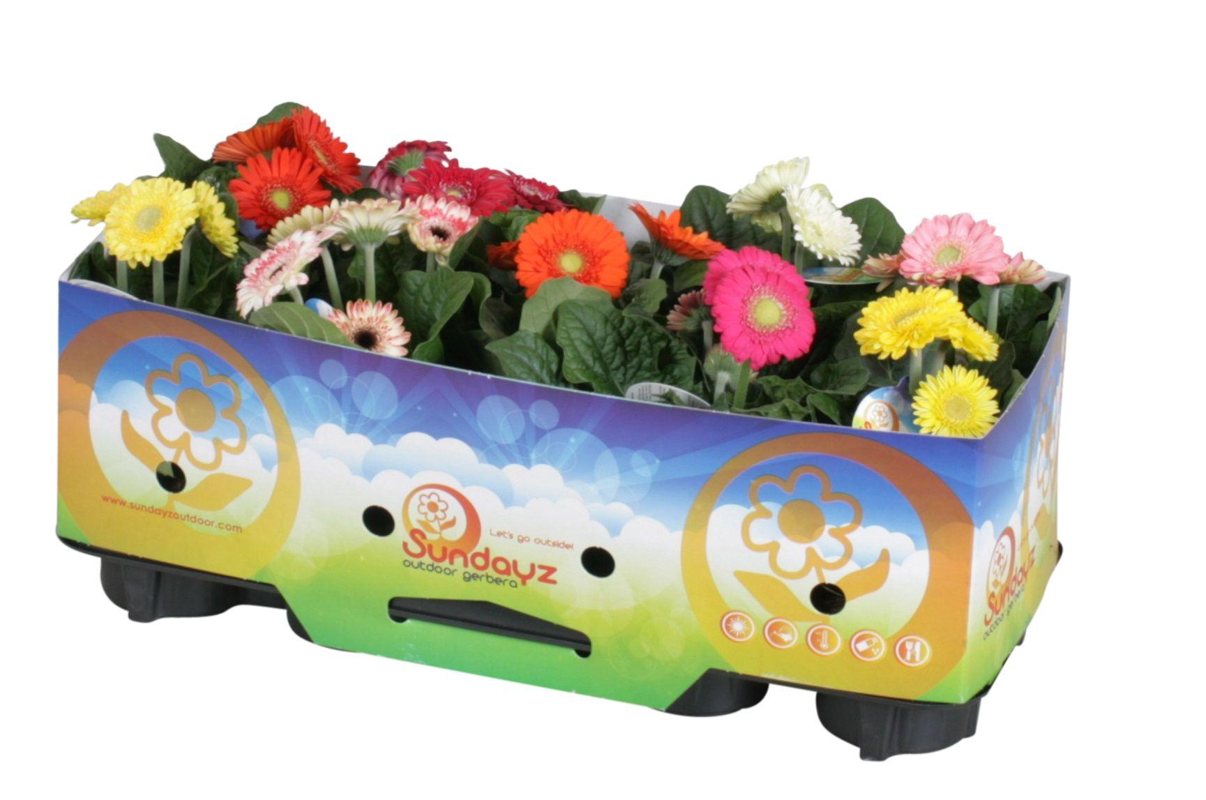 Горшечные цветы и растения оптом Gerbera Sundayz Belicht 12cm 2+bl Met Kraag от 1шт (для телеги) из Голландии с доставкой по России