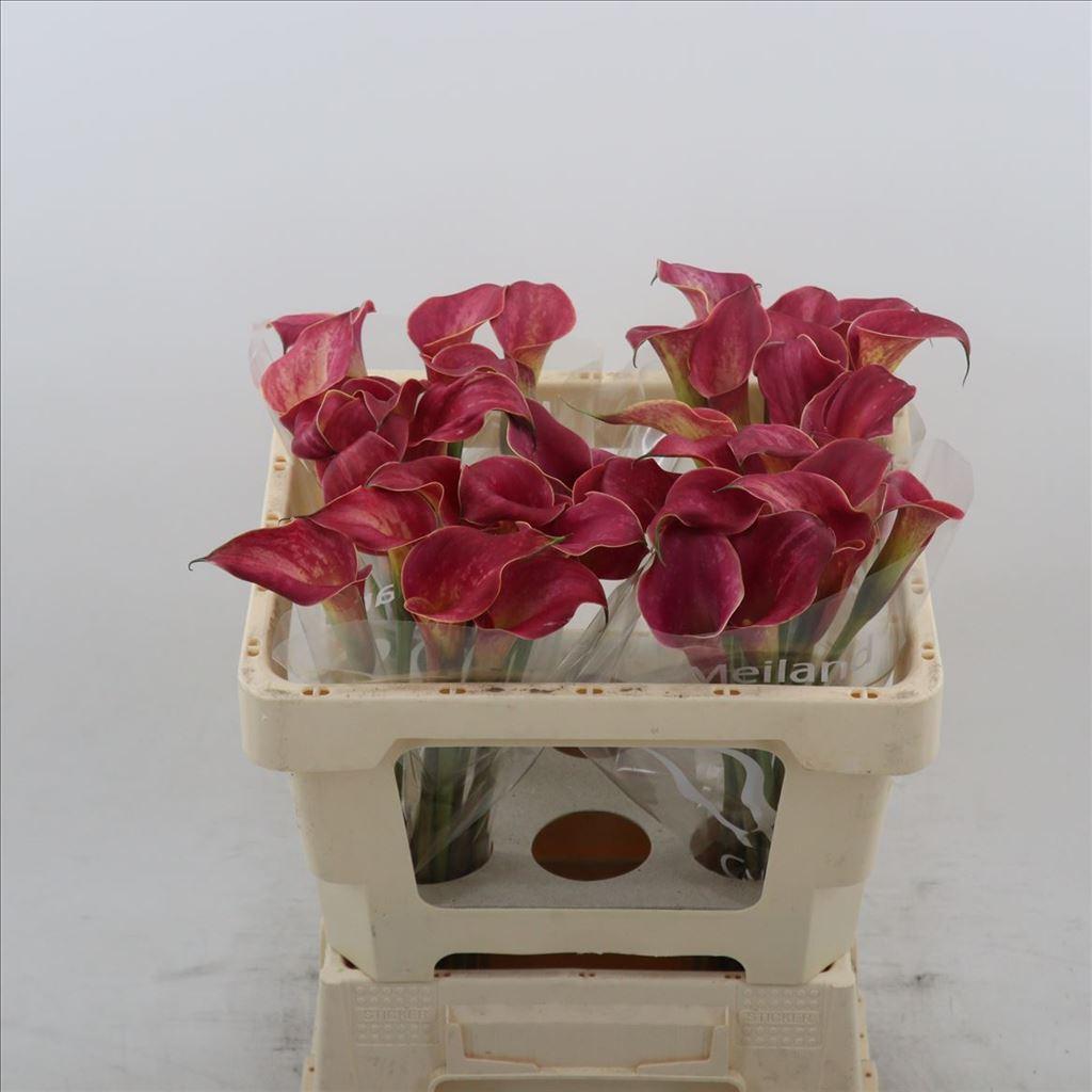 Срезанные цветы оптом Zantedeschia red salsa A от 40шт из Голландии с доставкой по России