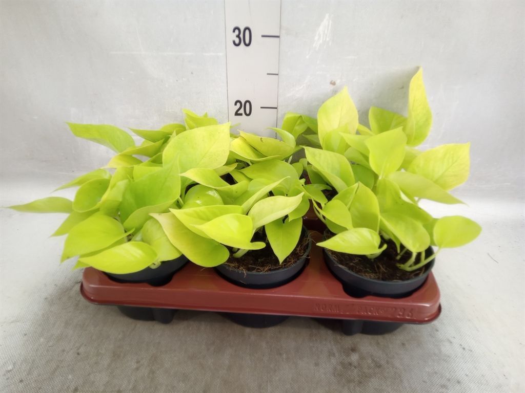 Горшечные цветы и растения оптом Epipremnum Golden Pothos от 6шт из Голландии с доставкой по России