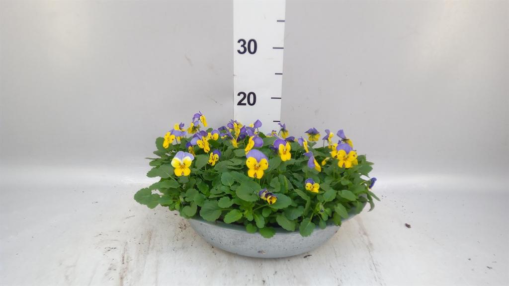 Горшечные цветы и растения оптом Viola Corn. endurio Blueyel Wpurp A от 1шт (для телеги) из Голландии с доставкой по России