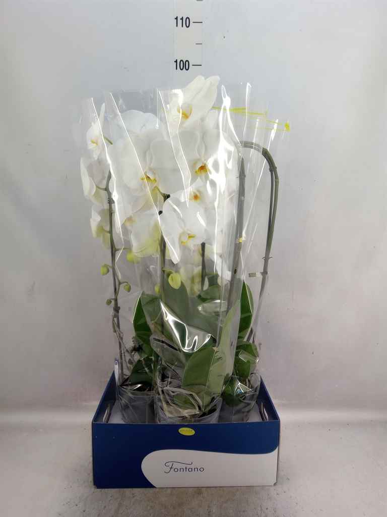 Горшечные цветы и растения оптом Phalaenopsis   ...white от 3шт из Голландии с доставкой по России