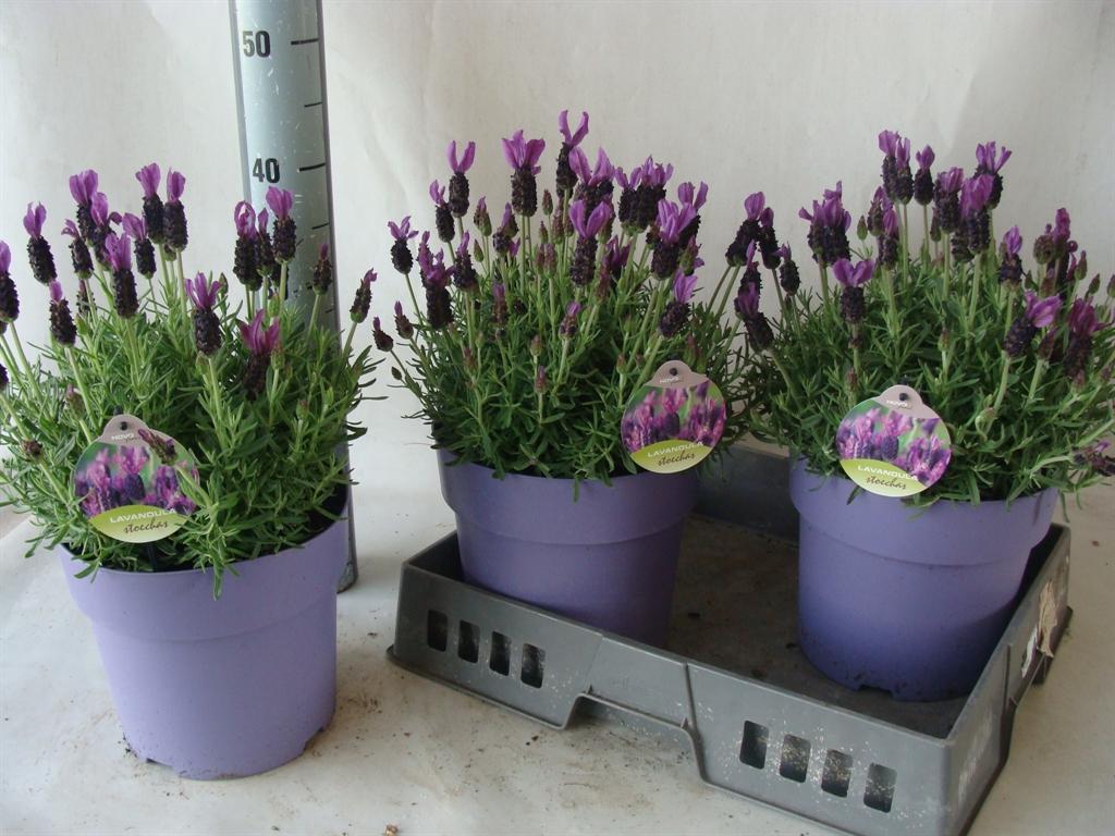 Горшечные цветы и растения оптом Lavandula Stoec. от 3шт из Голландии с доставкой по России