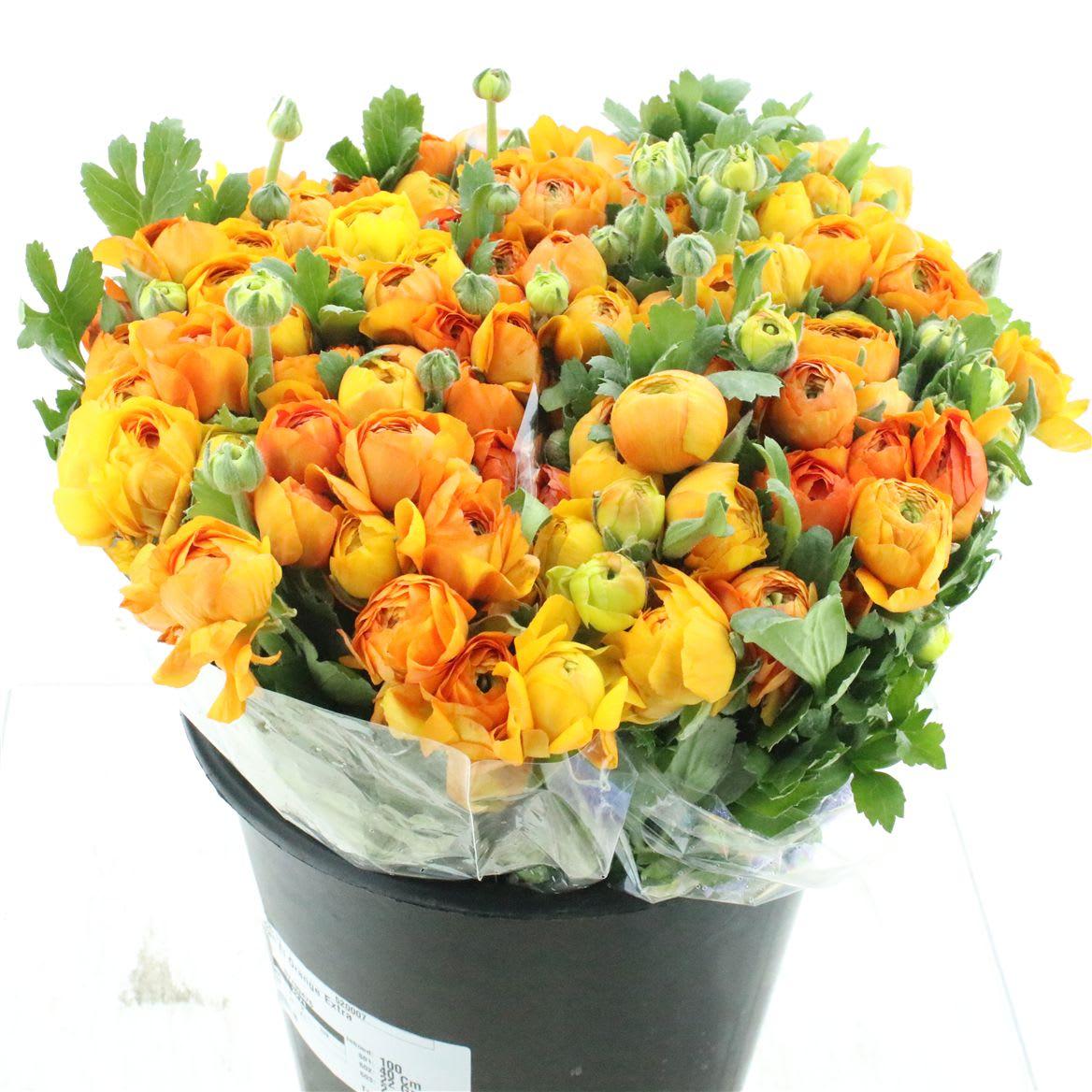 Срезанные цветы оптом Ranunculus elegance orange от 100шт из Голландии с доставкой по России