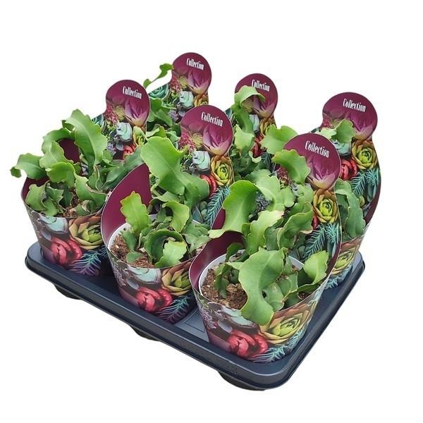 Горшечные цветы и растения оптом Epiphyllum Guatemalensis Potcover от 6шт из Голландии с доставкой по России