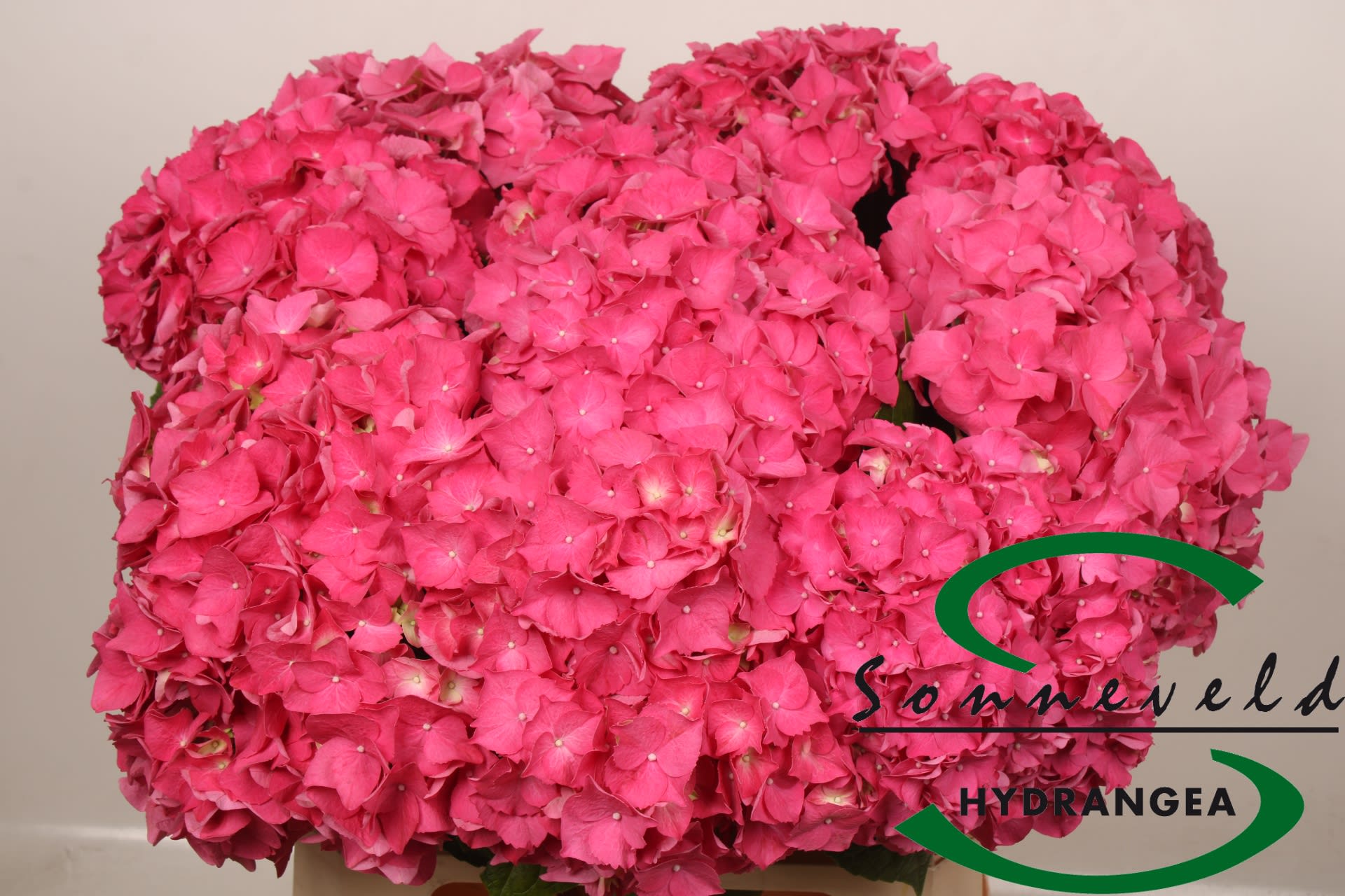 Срезанные цветы оптом Hydrangea rodeo red от 10шт из Голландии с доставкой по России