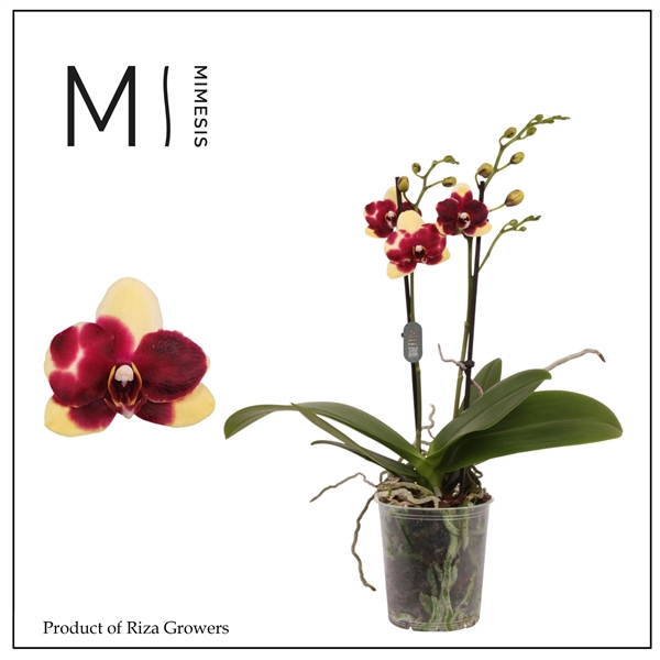 Горшечные цветы и растения оптом Mimesis Phal. Catania - 2 Spike 9cm от 12шт (для телеги) из Голландии с доставкой по России