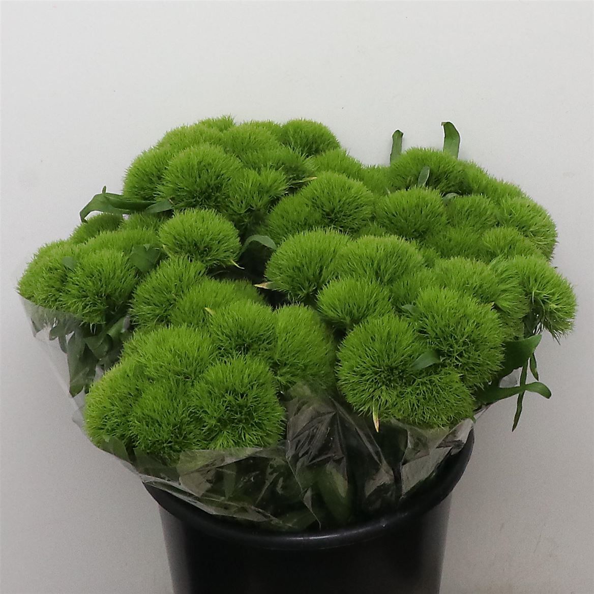 Срезанные цветы оптом Dianthus br green wicky от 50шт из Голландии с доставкой по России