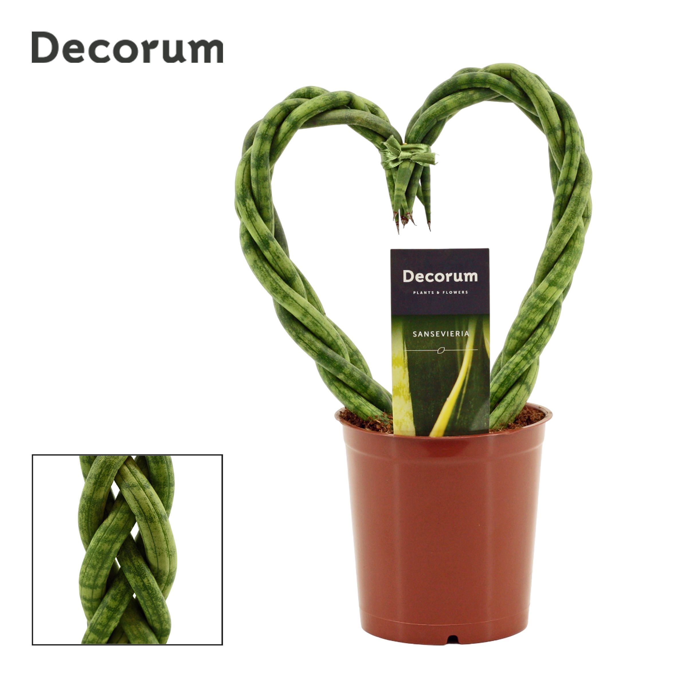 Горшечные цветы и растения оптом Sansevieria Cylindrica (decorum) от 6шт из Голландии с доставкой по России
