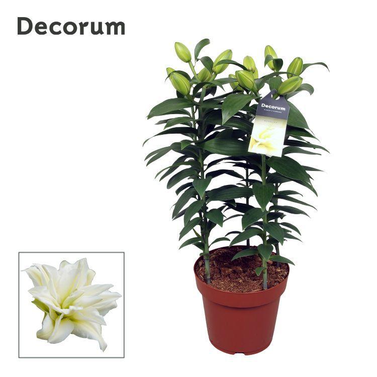 Горшечные цветы и растения оптом Lilium Or Roselily Zeta 5pp (decorum) от 5шт из Голландии с доставкой по России