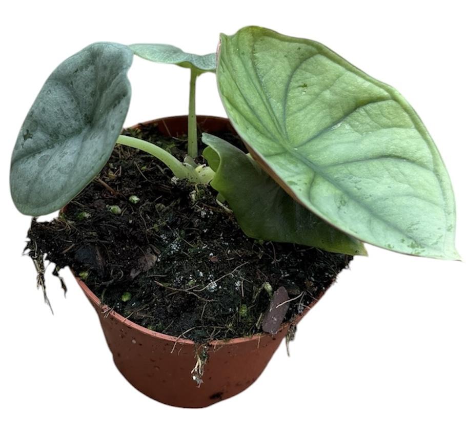 Горшечные цветы и растения оптом Alocasia Nebula Imperalis P8 от 1шт (для телеги) из Голландии с доставкой по России
