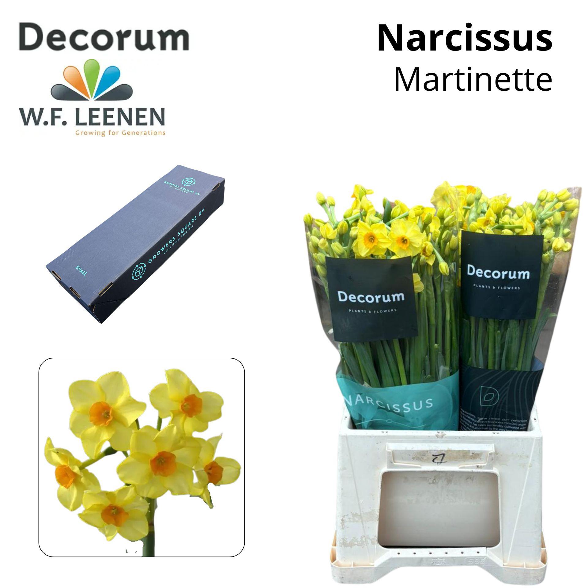 Срезанные цветы оптом Narcissus sp martinette от 100шт из Голландии с доставкой по России