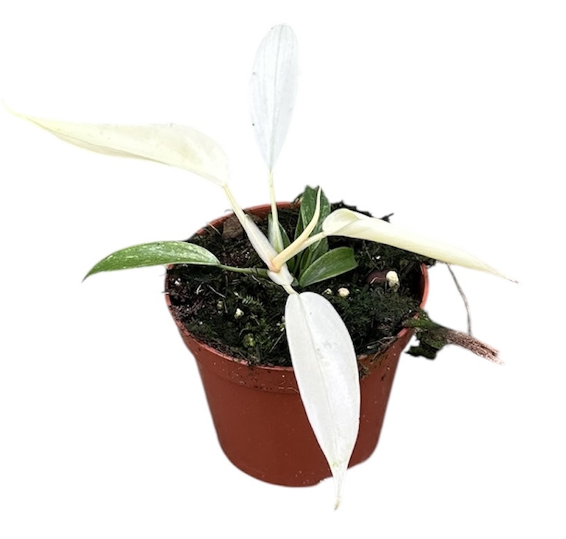 Горшечные цветы и растения оптом Philodendron Florida Ghost от 1шт (для телеги) из Голландии с доставкой по России
