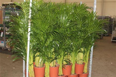 Горшечные цветы и растения оптом Dypsis Lutescens P24 - H130cm (arec от 1шт из Голландии с доставкой по России