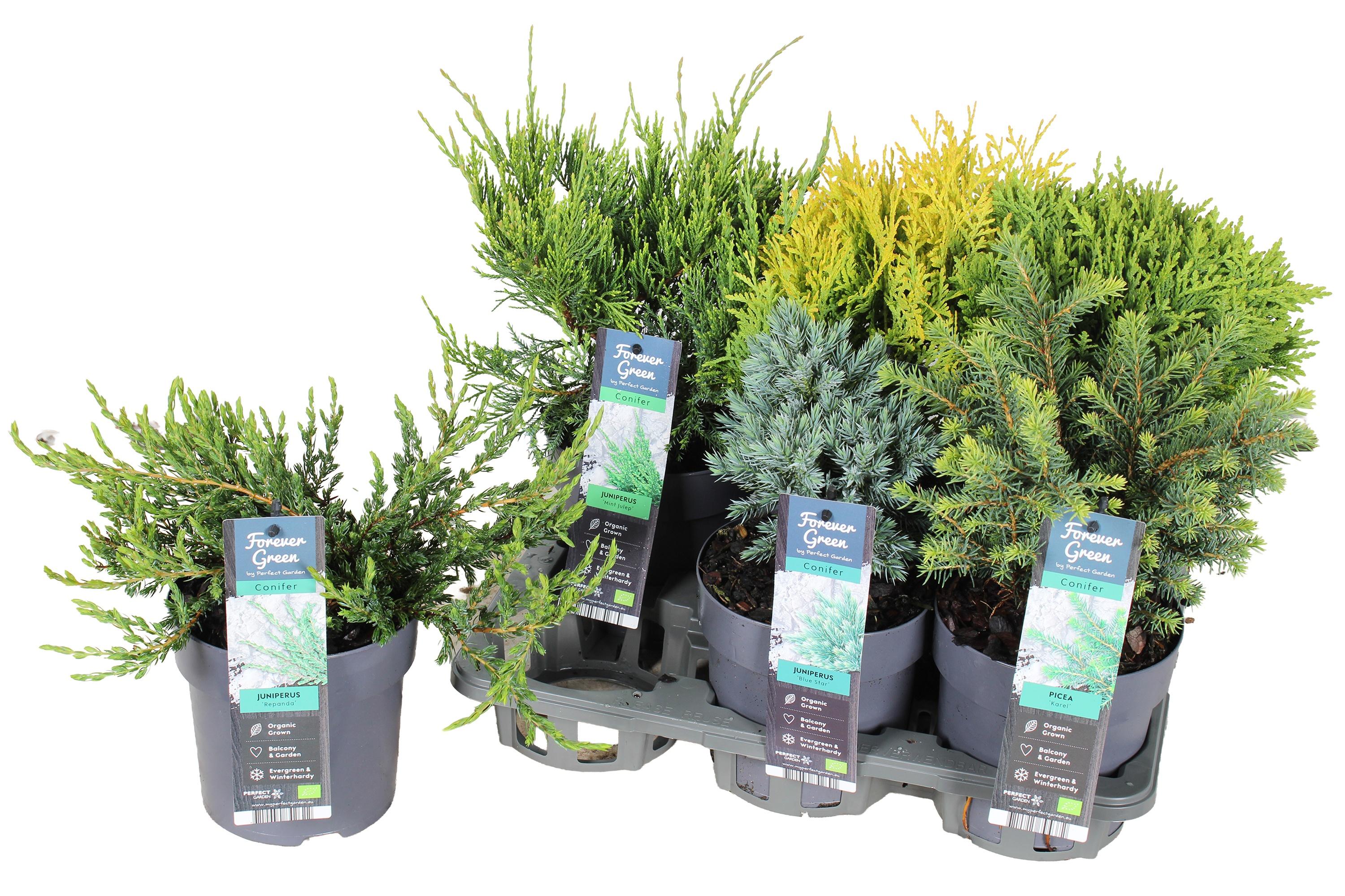 Горшечные цветы и растения оптом Coniferen Ov от 6шт из Голландии с доставкой по России