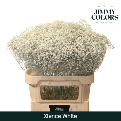 Срезанные цветы оптом Gyps large paint white от 25шт. из Голландии с доставкой по России