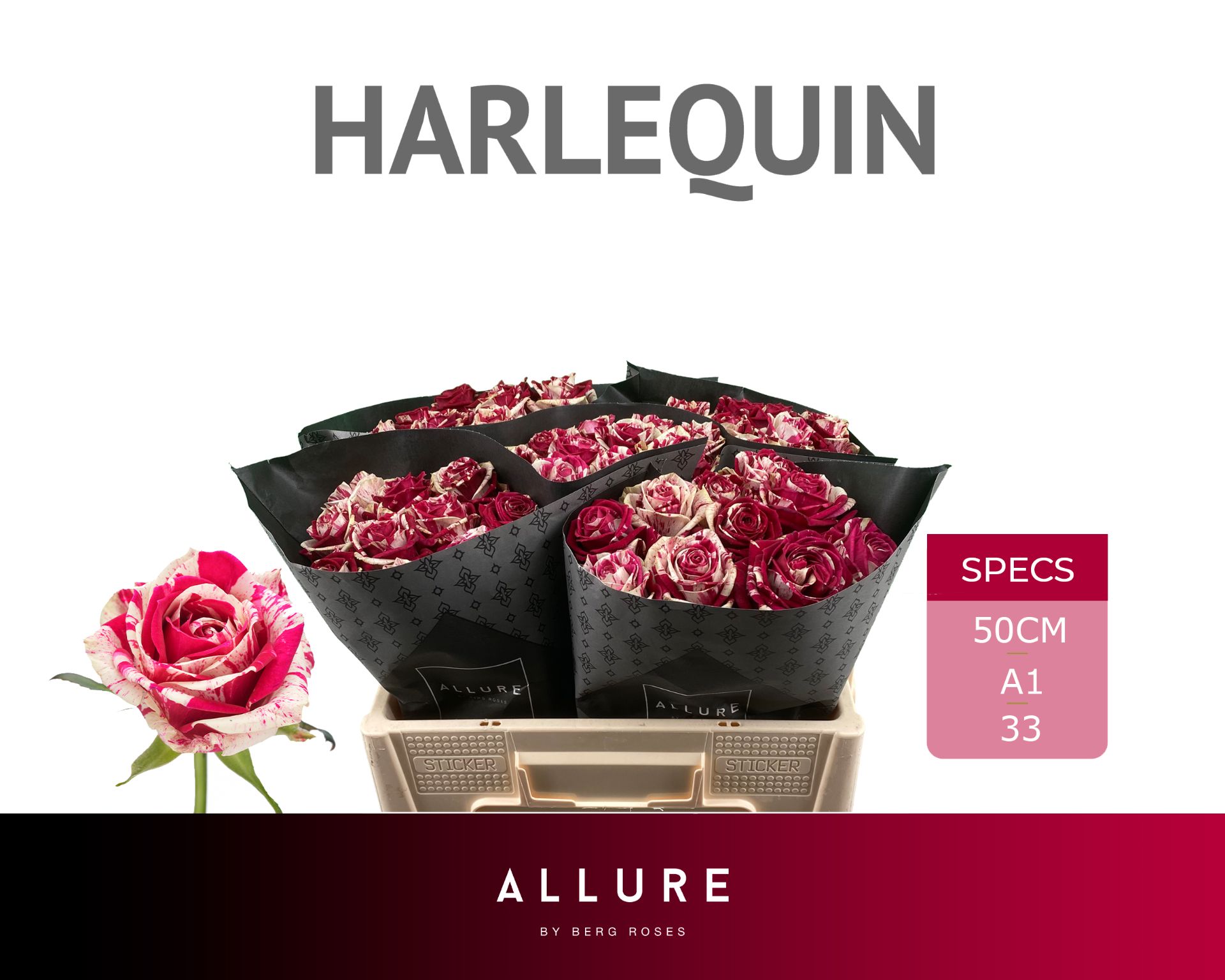 Срезанные цветы оптом Rosa large harlequin от 50шт из Голландии с доставкой по России