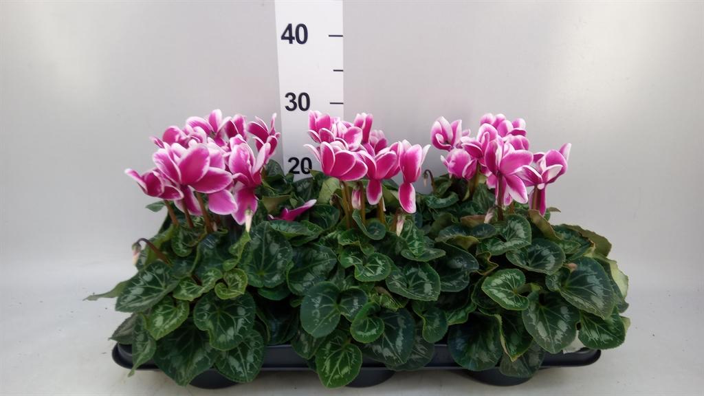 Горшечные цветы и растения оптом Cyclamen Gr halios Fantasia от 6шт (для телеги) из Голландии с доставкой по России