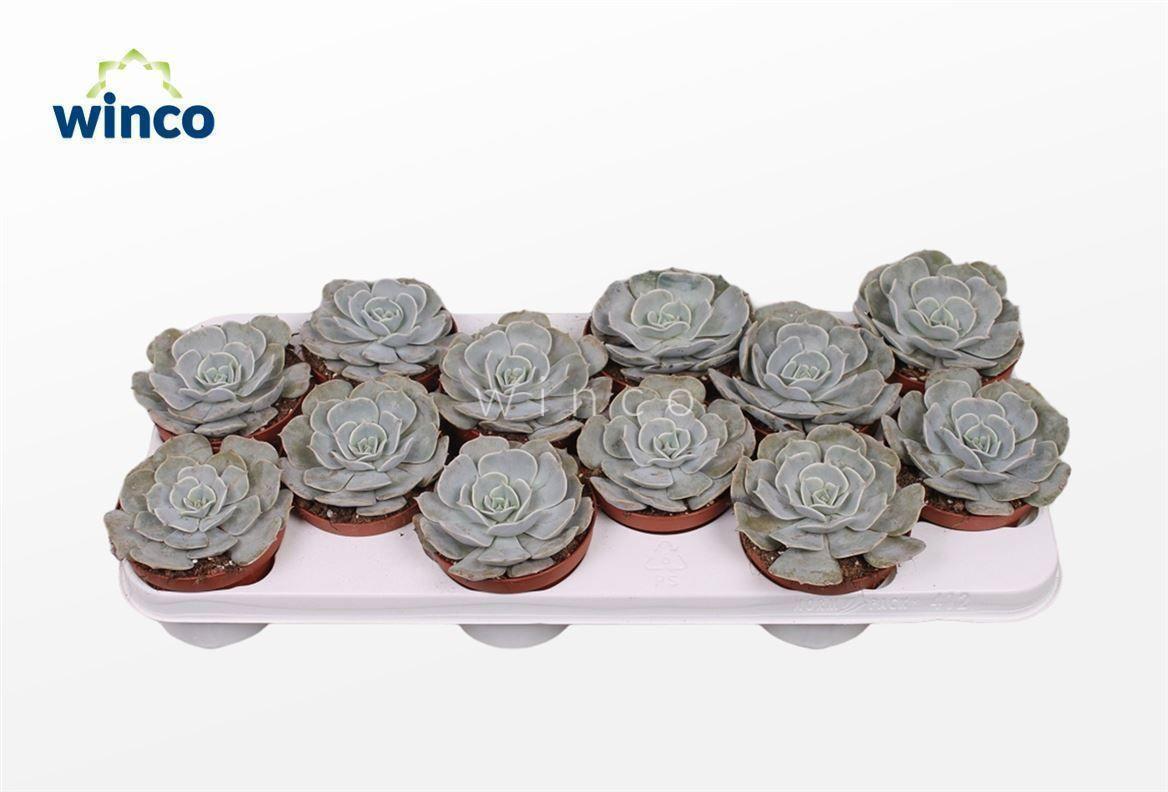 Горшечные цветы и растения оптом Echeveria Pollux от 12шт из Голландии с доставкой по России