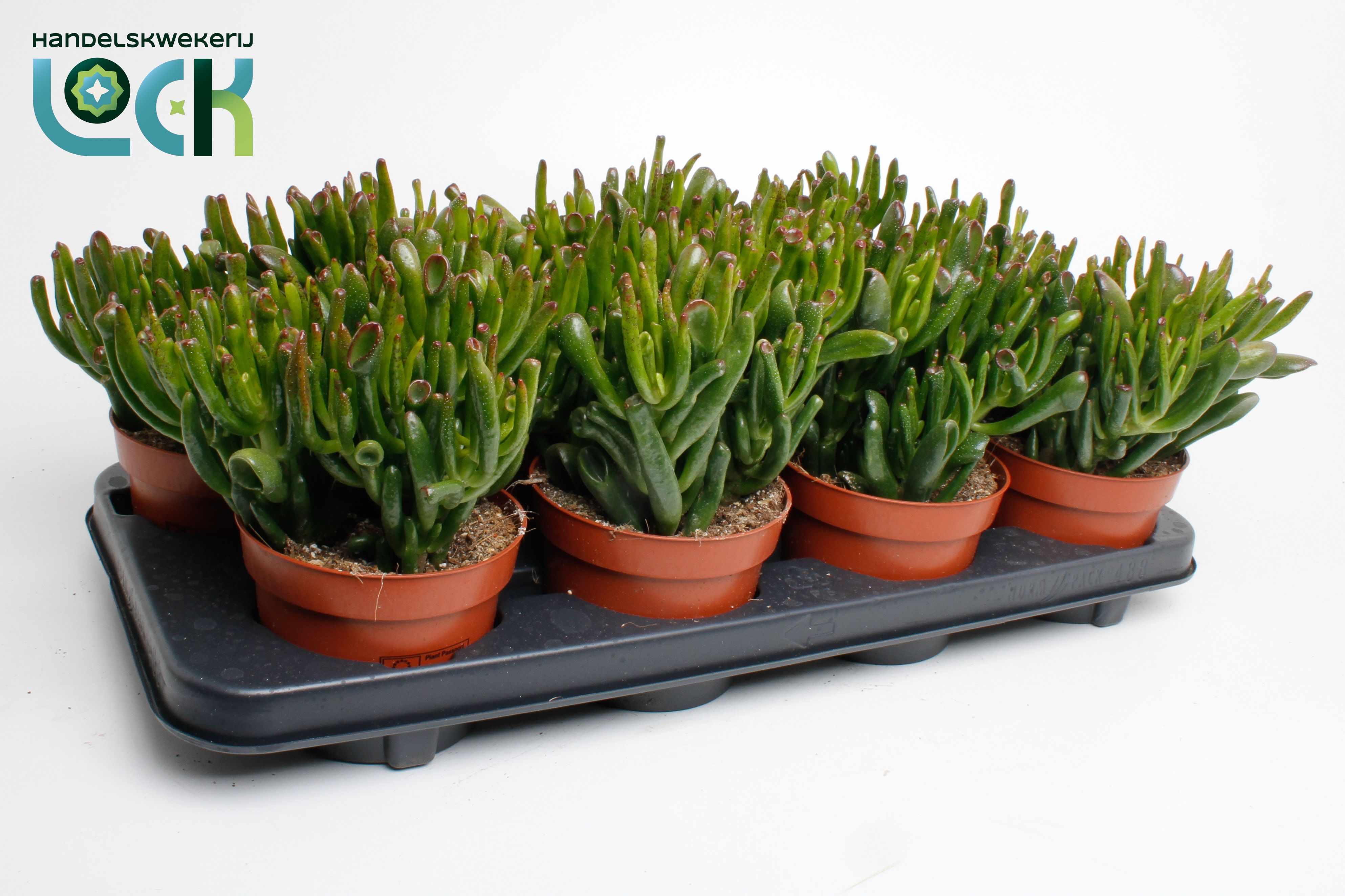 Горшечные цветы и растения оптом Crassula Horn Tree от 6шт из Голландии с доставкой по России