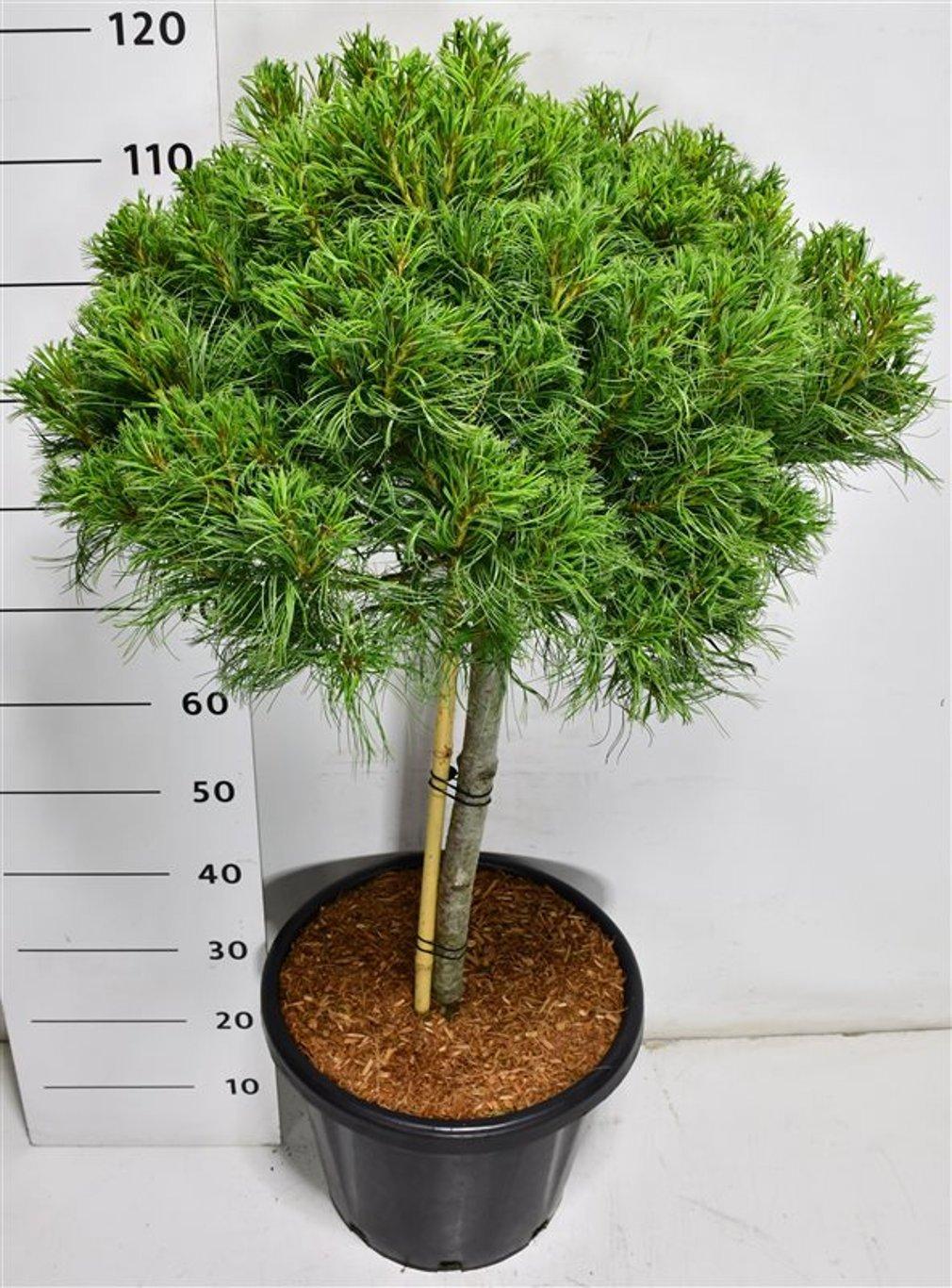 Горшечные цветы и растения оптом Pinus Strobus green Twist от 1шт из Голландии с доставкой по России