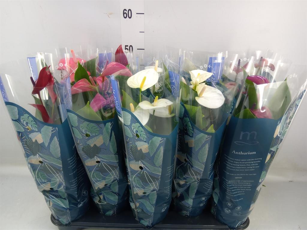 Горшечные цветы и растения оптом Anthurium   ...mix от 10шт из Голландии с доставкой по России