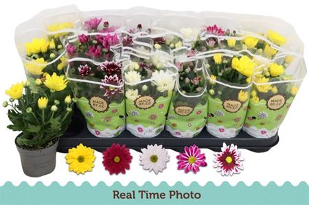 Горшечные цветы и растения оптом Chrys Gem 5 Kl * Spring Deal * от 18шт (для телеги) из Голландии с доставкой по России