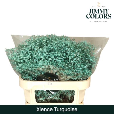 Срезанные цветы оптом Gyps large paint turqoise от 75шт из Голландии с доставкой по России