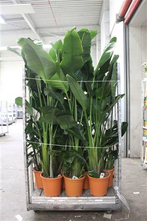 Горшечные цветы и растения оптом Strelitzia Nicolai 4pp от 1шт из Голландии с доставкой по России