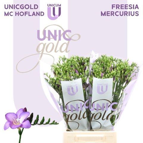 Срезанные цветы оптом Freesia si mercurius от 100шт из Голландии с доставкой по России