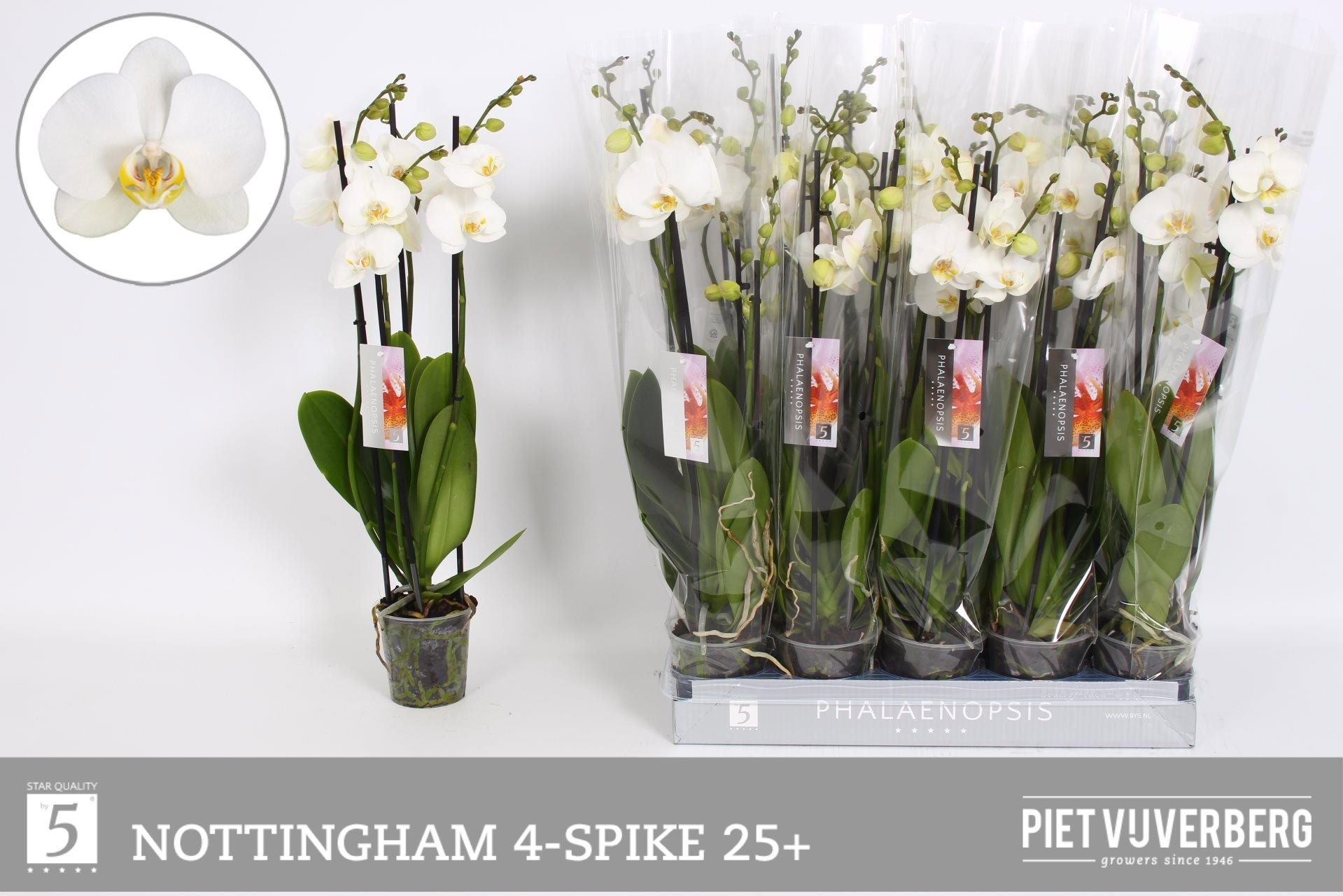 Горшечные цветы и растения оптом Phal An Nottingham от 10шт из Голландии с доставкой по России