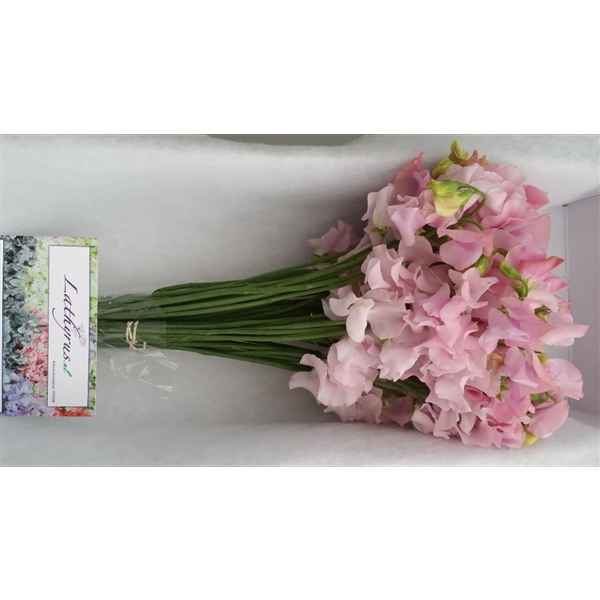 Срезанные цветы оптом Lathyrus od pink light от 50шт. из Голландии с доставкой по России