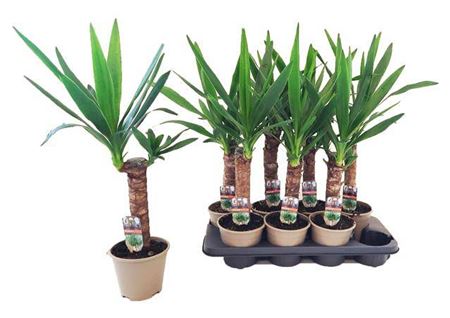 Горшечные цветы и растения оптом Yucca 30cm Stem 1+ от 8шт из Голландии с доставкой по России